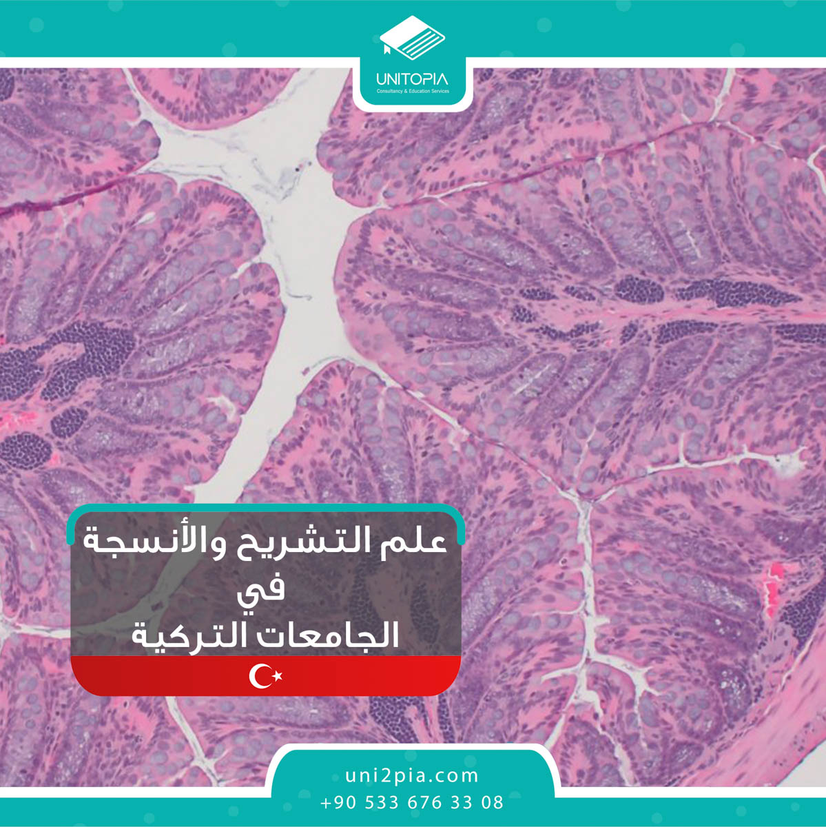 علم  التشريح والأنسجة